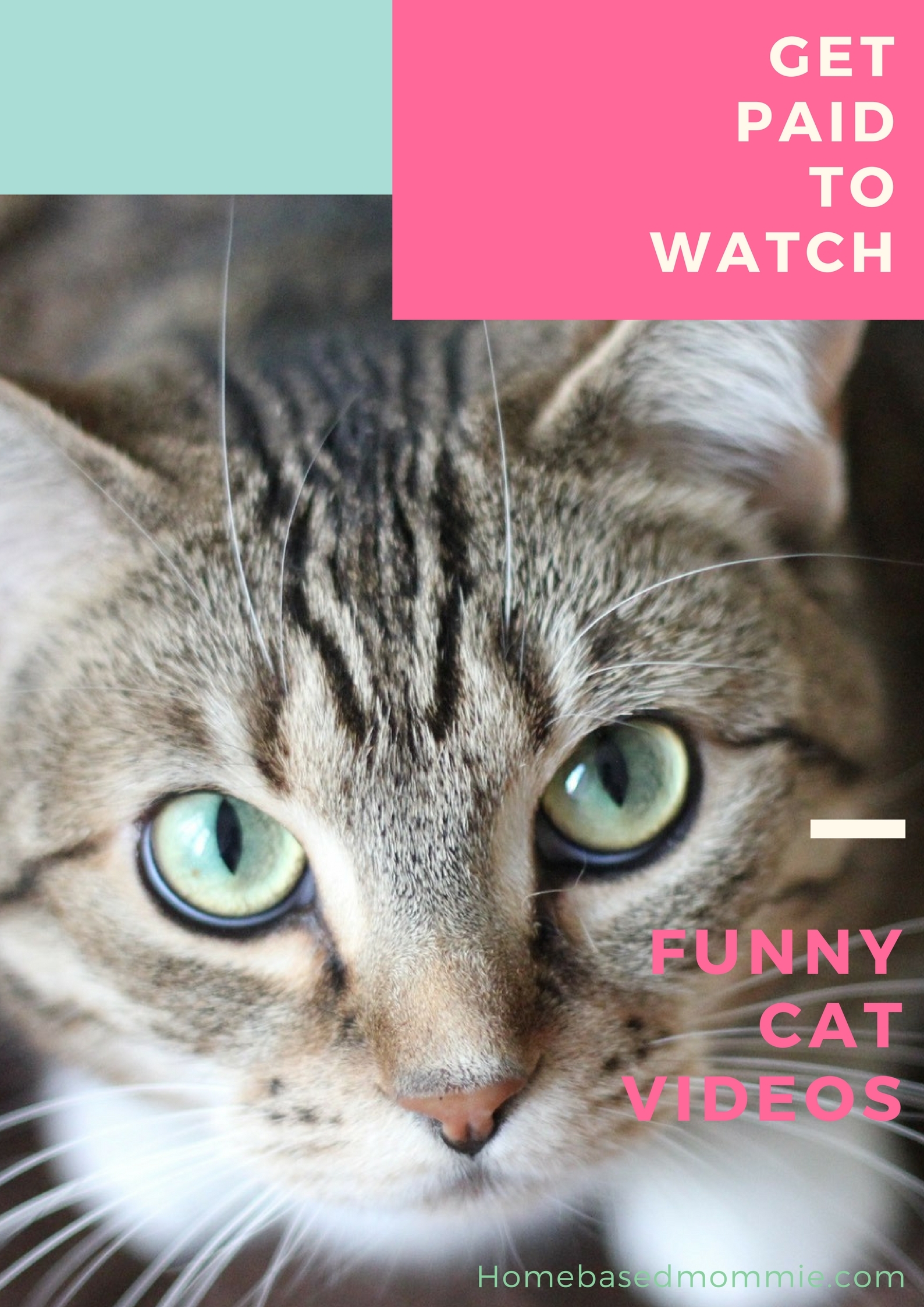 Get Paid to Watch Funny Cat Videos - Homebasedmommie